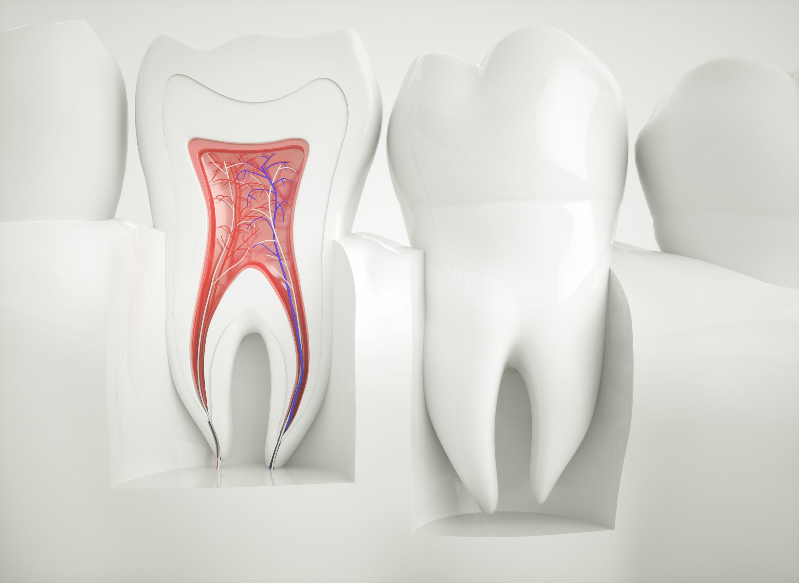 Anatomy of healthy teeth